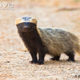 Illustration for article titled Monday Mustelid - Galictis cuja Edition